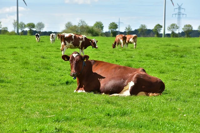 cos'è l'agricoltura biologica